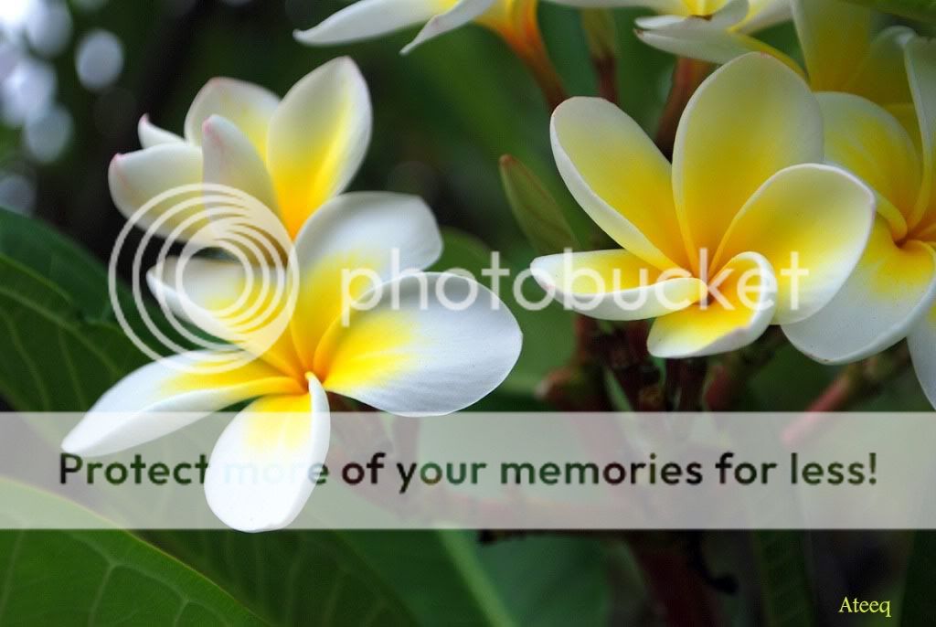 Kath Champa 2 Photo by kumudini_photo Photobucket